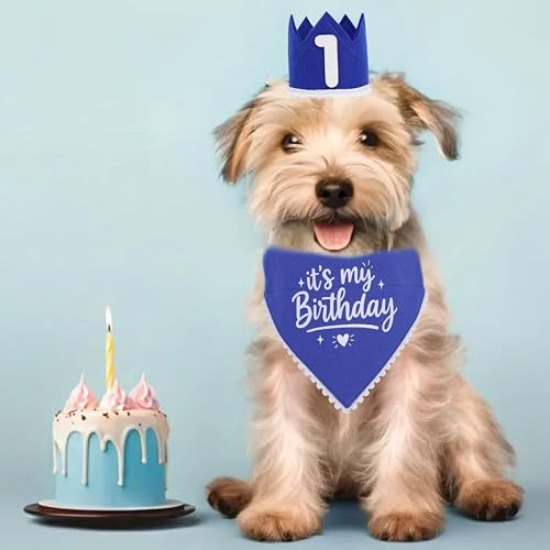 Set corona y pañuelo azul para perro miniatura 3