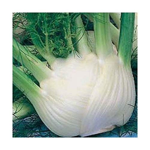 FINOCCHIO ROMANESCO NR.300 SEMI