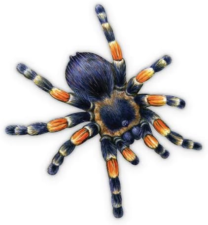 Tarantula - 3" Vinyl Sticker - for Car Laptop I-Pad Phone Helmet Hard Hat - Waterproof Decal