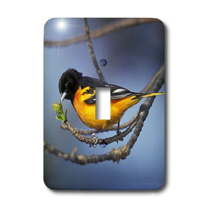 Interrupteur Oriole du Nord résistant 3dRose plaque oiseau unique - 4
