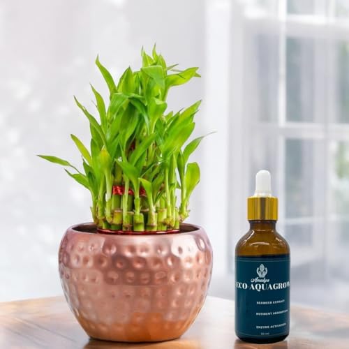 Image of Amulya Farms Live Lucky Bamboo 3 layer plant in Copper Pot with Organic Bamboo Fertilizer in Glass bottle | Bamboo Plants for home decoration | Ideal Indoor plants for Home, Living room, Office desk