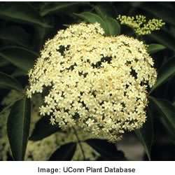 25 American Elderberry Fruit Bush Shrub Tree Sambucus Nigra Seedscomb S/H #TOP5