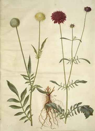 Carteles artísticos Cephalaria Leucantha de Hans Simon Holtzbecker impresion de calidad 60x90