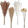 100 pcs small boho pampas grass 17 naturally dried pompas pampas grass decor for wedding boho party decorations table decorbrown and white  urban country home decor