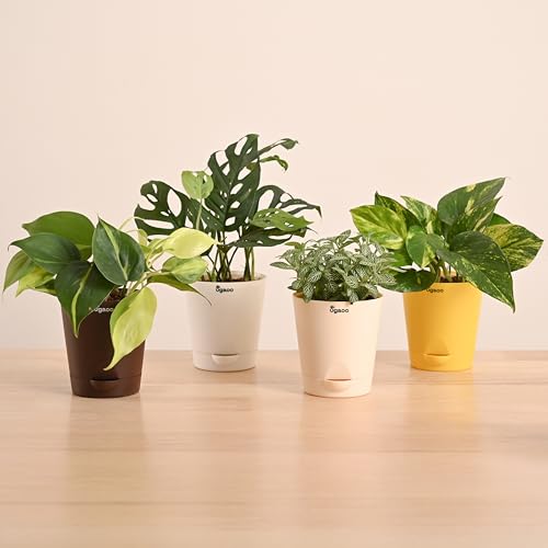 Ugaoo Indoor Plants Combo of 4 - Money Plant Variegated, Philoden...
