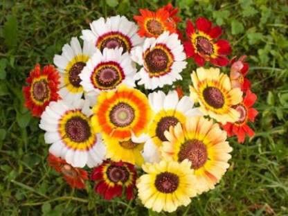 Green World CHRYSANTHEMUM CARINATUM MIXED FLOWER SEEDS FOR KITCHEN GARDENIN (20 seeds) (B09KRVC8QK) Amazon Price History, Amazon Price Tracker