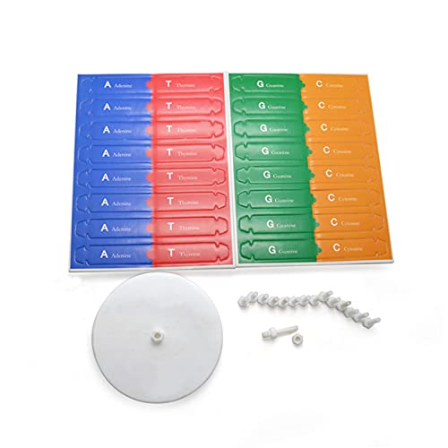 Heave Kits de DNA de genes humanos, ferramentas de ensino de ização de ciências de hélice dupla para