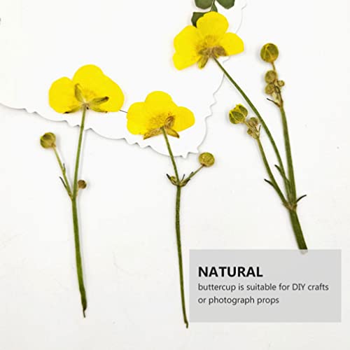 Flores secas prensadas de ranúnculo EXCEART para manualidades miniatura 6
