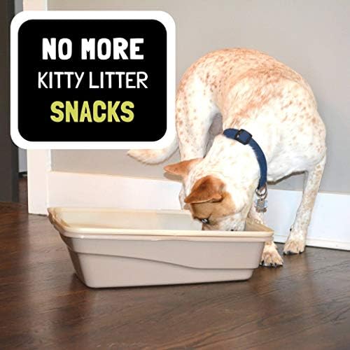 What Happens If A Dog Eats Kitty Litter