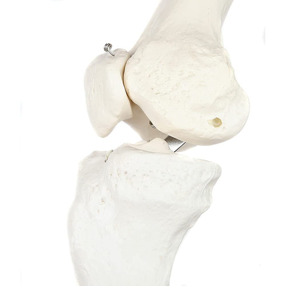Skelett-Modell für menschliche Beine, 91,4 cm, anatomisches Modell mit allen Beinknochen, abnehmbarem Hüftgelenk und voll beweglichem Fuß, menschliches Bein-Skelett-Modell