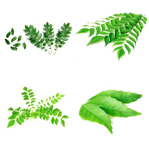 Semillas de de hojas curry, jardín balcón semillas silvestres raras Balcón con parterre resistentes para el jardín verdes 50pcs