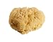 Sea Sponge for Newborn, Baby Bath 1 count