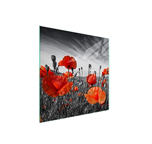 DarHaus Plaque de recouvrement, 50 x 52 cm, en verre, pour cuisinières électrique, à induction, convient comme décoration, protection anti-éclaboussures ou planche à découper, Coquelicots Rouge