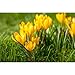 Produktbild Crocus vernus, gelb - Frühlings-Krokus, gelb - im Topf 9 cm vorgetrieben, in Gärtnerqualität von Blumen Eber - 9 cm