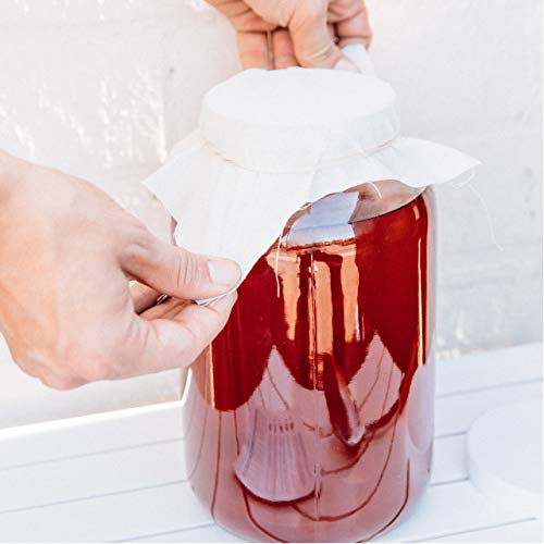 Joshua Tree Kombucha Basic Starter Kit - Basic Homebrew Kit Contains Kombucha SCOBY with Strong Starter Liquid, 1 Gallon Glass Fermenting Jar, Cloth Cover, Easy Brewing Instructions