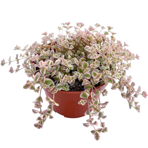 Sprout N Green 4' Sedum Little Missy Variegated, Live Trailing Succulent Fully Rooted in Pots, Rare House Plant for Home Office Wedding Hanging Decoration, DIY Projects, Party Favor