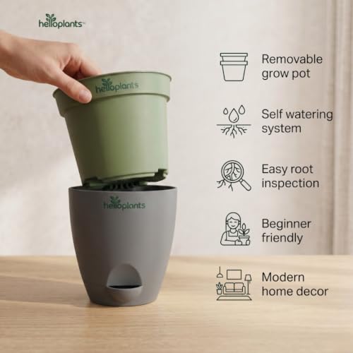Image of Black Raven ZZ, Jade Plant & Snake Plant Live Indoor 3-Plant Combo in 4-Inch Self-Watering Matte Grey Pots | Hard-to-Kill, Low-Maintenance Houseplants for Home, Office & Bedroom Decor