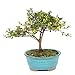 Brussel's Bonsai Live Satsuki Azalea Outdoor Bonsai Tree - 5 Years Old; 6" to 8" Tall with Decorative Container, Small,