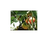 Seeds & Plants Shop by Ipsa