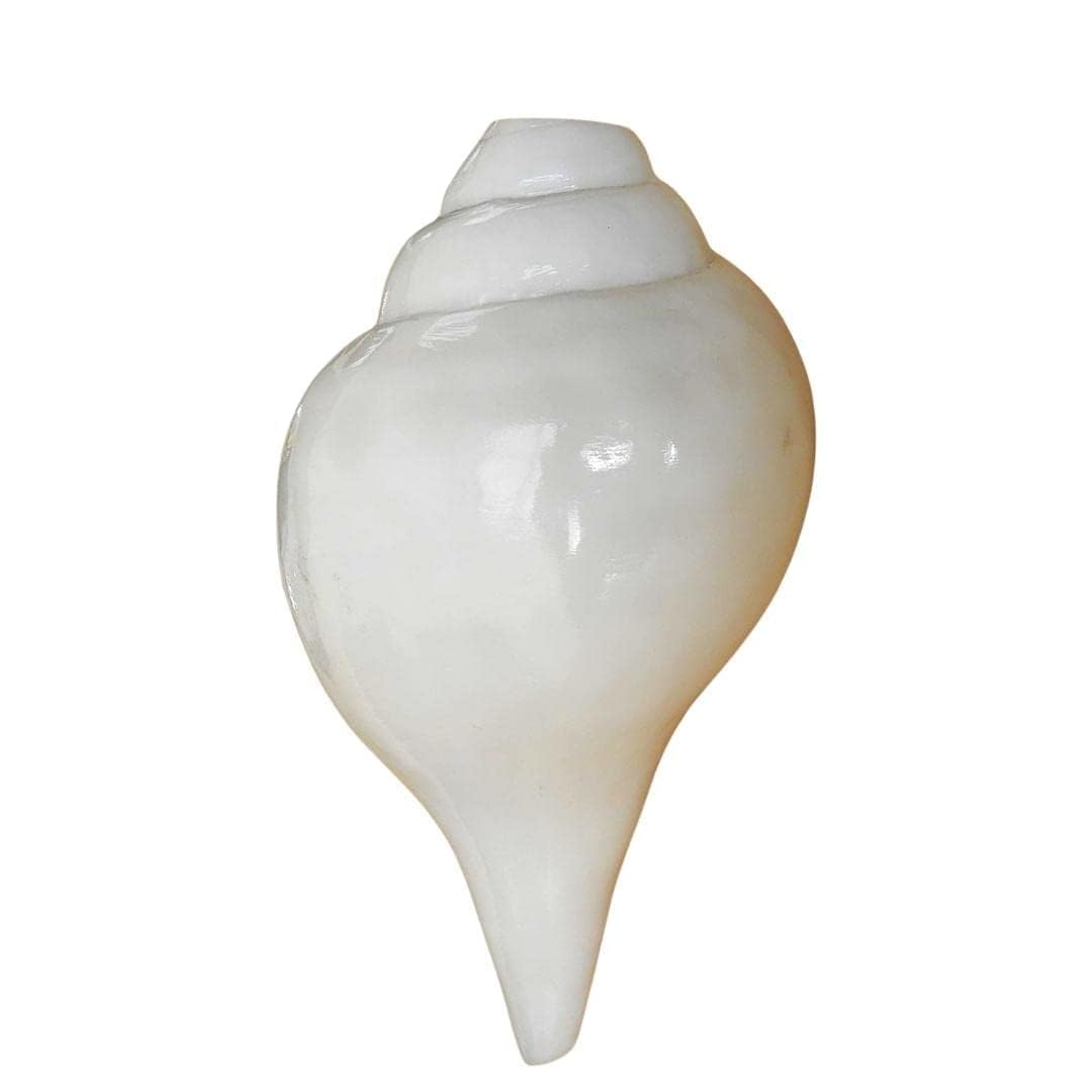 Coquillage de conque soufflant mélodique Shankh blanc naturel pour Pooja, temple, décoration d'intérieur, Feng Shui – Lot de 1 (12,7 cm environ)