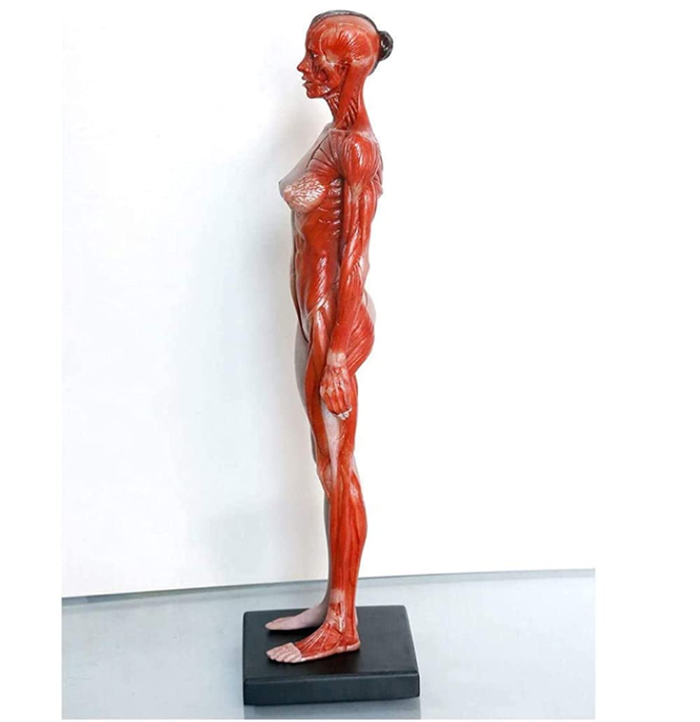 Modèle d'anatomie musculo-squelettique Humaine, Figure Anatomique Masculine et féminine, modèle de référence d'anatomie osseuse Humaine pour étude de Dessin d'artiste médical