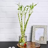 Carbeth Plants - Lucky Bamboo 40cm Stems - 4 Straight Stems - Dracaena Sanderiana - Indoor Plant Gift
