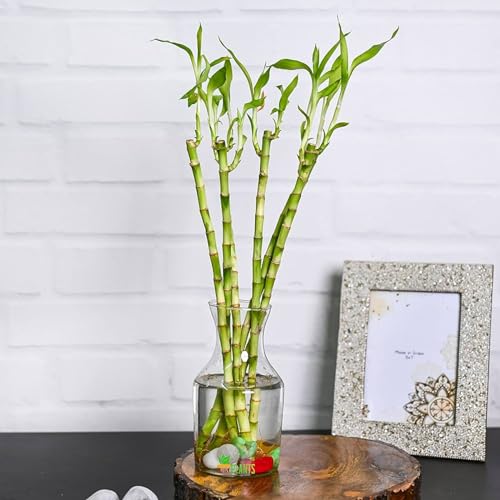 Carbeth Plants - Lucky Bamboo 40cm Stems - 4 Straight Stems - Dracaena Sanderiana - Indoor Plant Gift