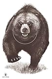 Shooting Targets Bear Hunting 23X35 inch Alaska State Parks Animal Target 10 Pack Gun Range Indoor & Outdoor Practice for Handguns, Rifles, Pistols, Airguns, Arrows Crossbows & Archery