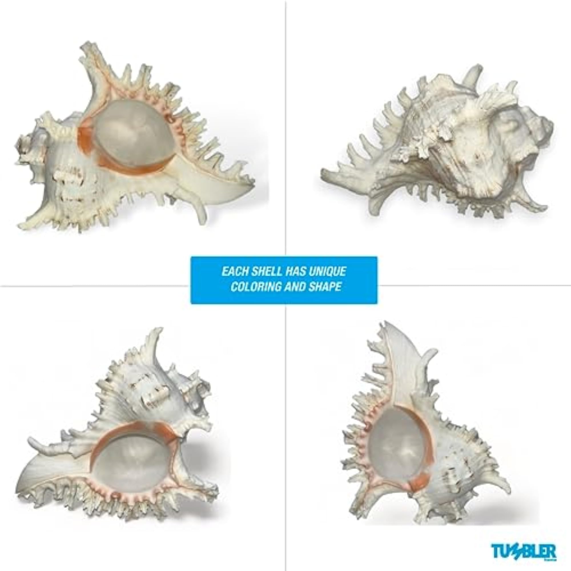 Large Conch Shell for Aquarium and Beach Decor