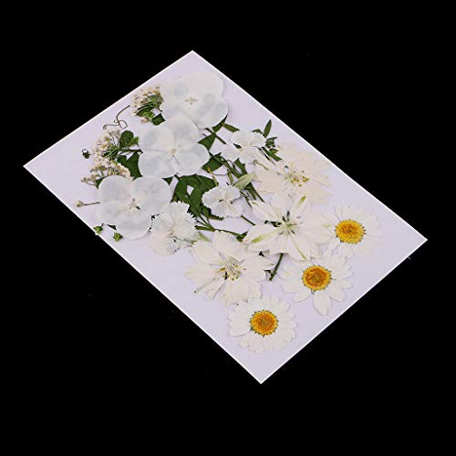 AMLESO Pacote com 2 enfeites de folhas secas naturais para decoração de artesanato