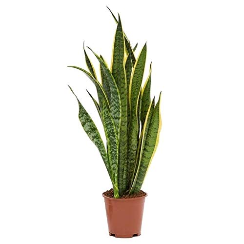 Sansevieria trifasciata Laurentii - Pflegeleichte Luftreinigende...