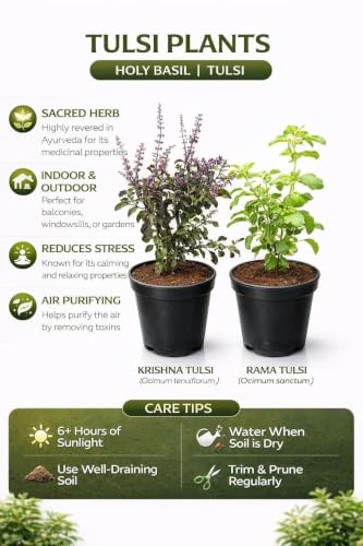 Image of Rama & Shyama Tulsi Live Plant Combo (Pack of 2) - Ayurvedic Holy Basil Plants with Pots | Small Size for Home Garden, Indoor Outdoor & Pooja Use