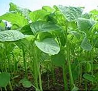 SS Naturals- Home Kit For Vegitable Garden, 12 Varieties of Survival Essential Vegitble Seed Kit