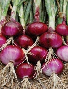 Ritz Farming� Imported vegetable Onion Hybrid F1 Hybrid seeds For Your Home & kitchen Garden (Pack Of 70-80 Seeds) (B0BNS3JF7X) Amazon Price History, Amazon Price Tracker