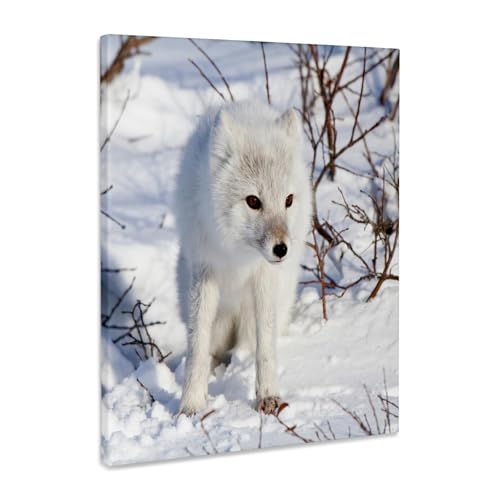 3dRose Arctic Fox in winter, Churchill Wildlife Area, Churchill, MB Canada Museum Grade Canvas Wrap 8x10