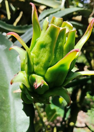 Image of Dragon Fruit Live Plant (Pink /Red) in Grow-Bag Suitable for Pots, Terrace, and Outdoor Farming Use, Pack of 1