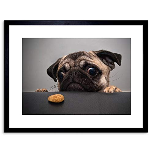 Wee Blue Coo Animal Photo Pug Dog Treat Food Eyes Cute Framed Wall Art Print Decoración de la Pared del Cartel Enmarcado impresión 9x7 Pulgadas