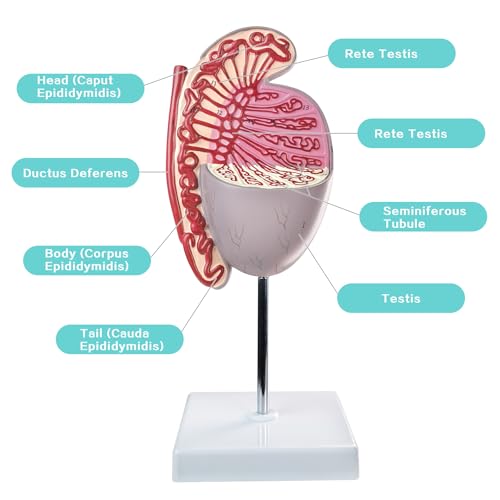 Image of Human Male Testicles Anatomical Model, 10X Life Size Male Testicle Anatomy Model with Numbered Labels and Base for Medical Science Education Study or Teaching