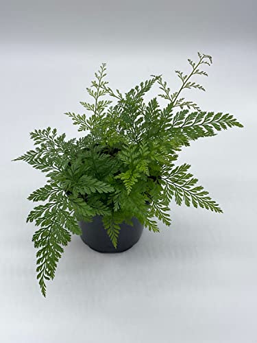 Rabbit's Foot Fern, Footed Rabbit 4 Inch Pot, Davallia Canariensis Fejeensis, Deer, Hare's Fern, Furry Roots #TOP1