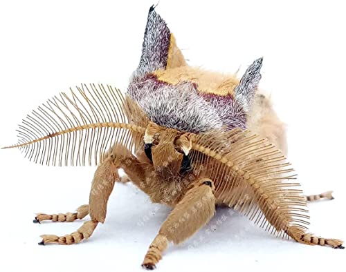 Bombyx Mori Masculus/Male Silk Moth Extract MothExtract Powder 100g., [Strong Physique, Improve Life Quality Work Efficiency]