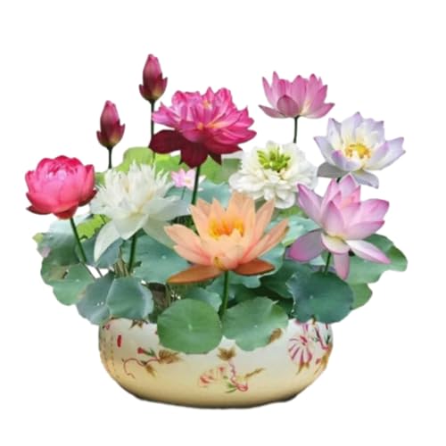 OWSEN Maceta de Loto para Plantar en Agua, Cuenco de Bonsái y Plantas Suculentas en Cerámica, Diseño Redondo para Interiores