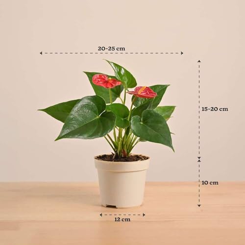 Image of UGAOO Anthurium Red Plant with Self-Watering Pot (Medium) | Indoor Air-Purifying Flowering Plant for Home & Office Decor