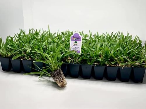 Palmetto St. Augustine 70-Plug Tray