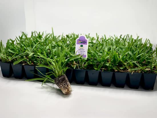 Palmetto St. Augustine Grass Plugs