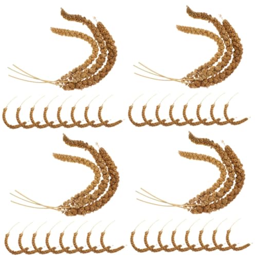 VANZACK 4 Juegos Comida de mijo Loro Comida para periquitos Comida para cotorras Grano Natural para Aves cacatúa Granos Naturales Comida para Mascotas multifunción espigas de Grano