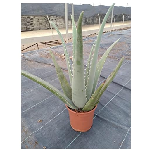 Aloe Vera o Sábila - Planta Natural de interior - Maceta 13 cm ø (Altura 30-40 cm)