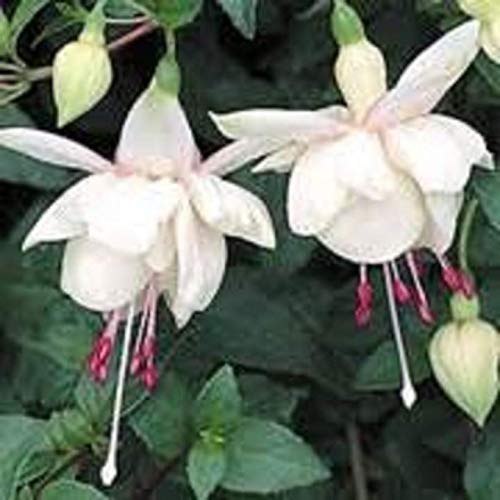 Portal Cool 6 Trailing Fuchsia Harry Gray Hanging Basket Patio Plug Plants