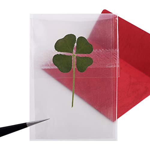 5 Pcs Natural Genuine Large Real 4 Four Leaf Clover Irish Shamrock St. Patrick's Day Lucky Charm Dried Pressed Flower Stuff Diy Handmade Art Crafts Resin Jewelry Materials #TOP2