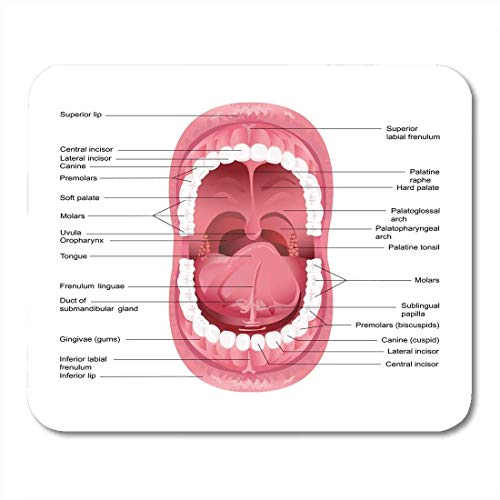 Yanteng Almohadillas para ratón Abierto de Diagrama para Anatomía Humana Boca Dental Tabla de Lengua Alfombrilla de ratón de Salud para Cuadernos