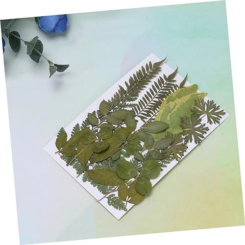 VILLCASE 3 Peças De Material Artesanal Espécime De Planta Flores Prensadas Flores De Resina Folhas S
